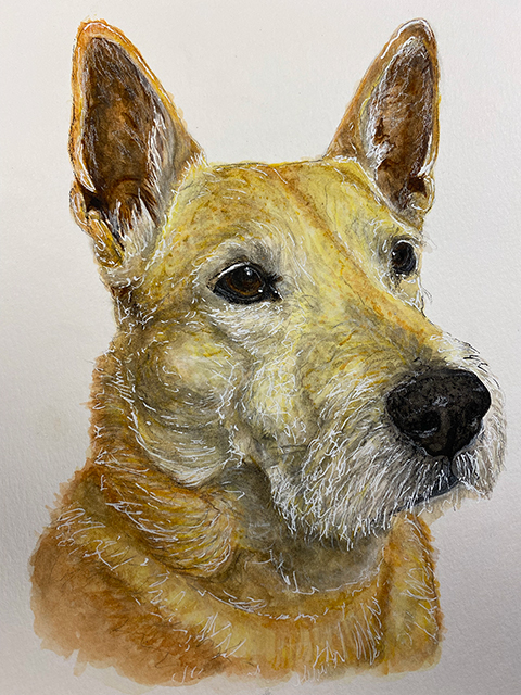 Dog Portrait