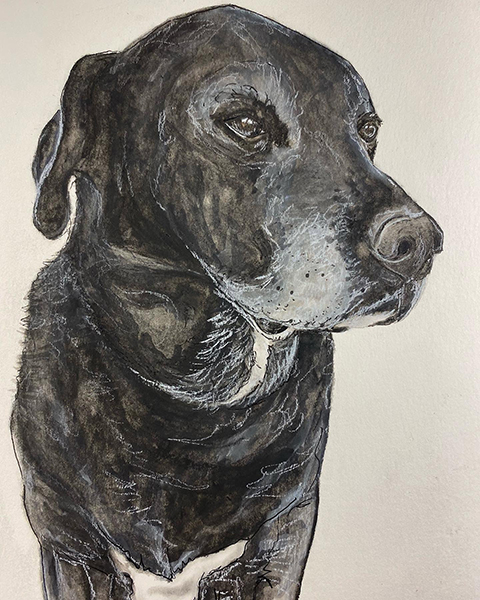 Dog Portrait